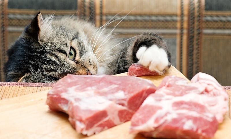 alimentos buenos para gato carne