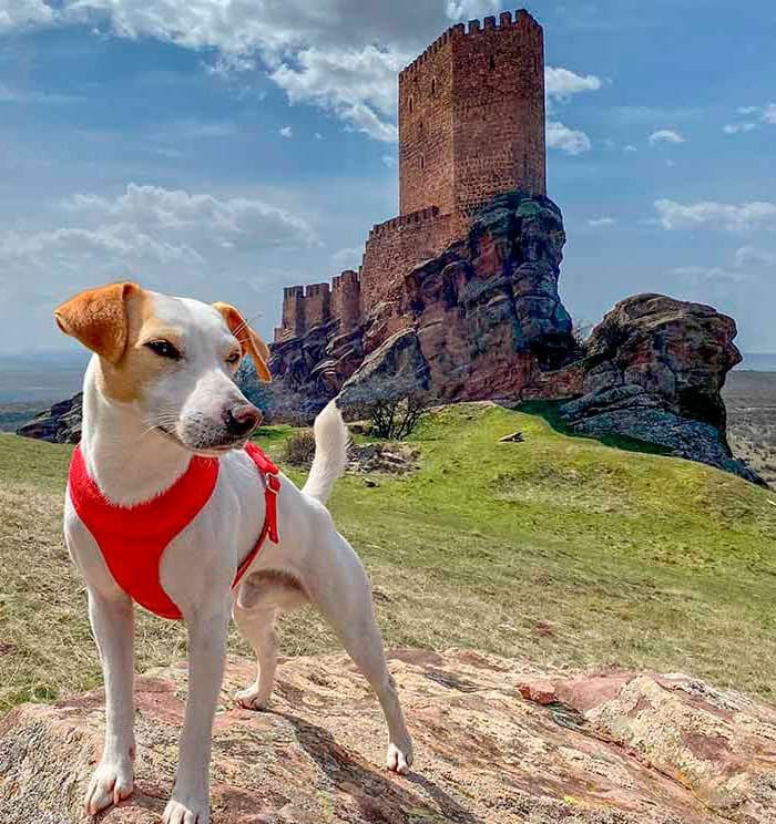 El castillo de Zafra, Guadalajara, de fondo del viaje de Pipper y Pablo