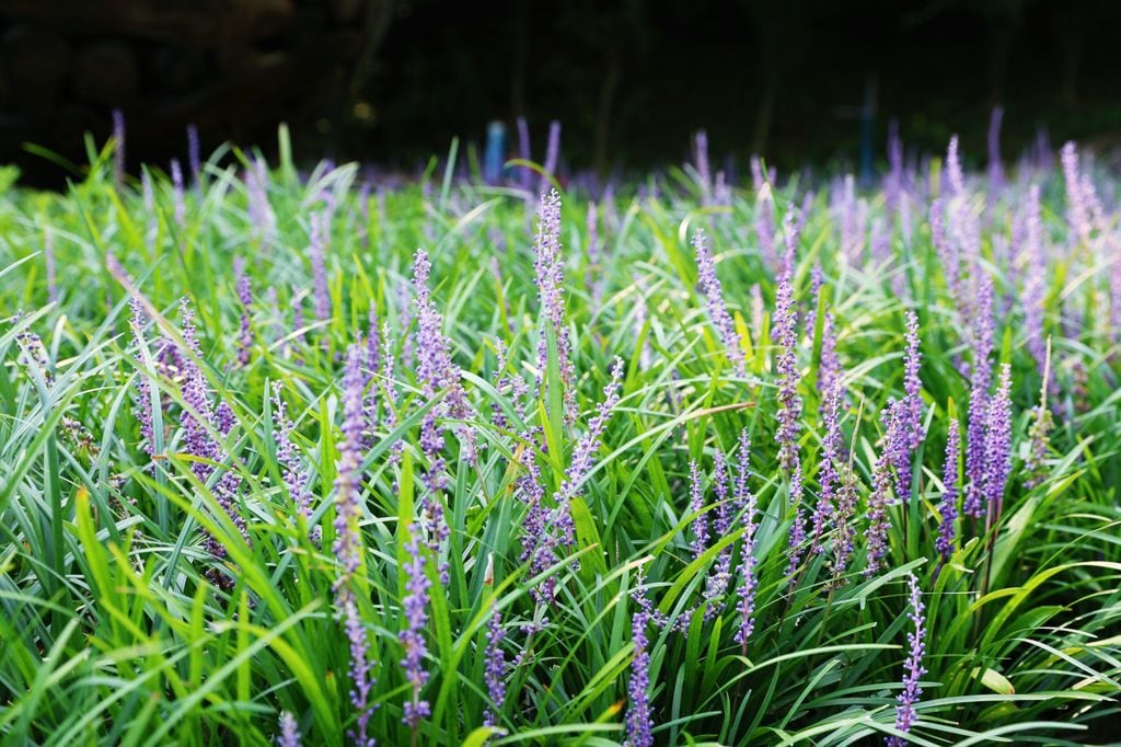 Liriope muscari