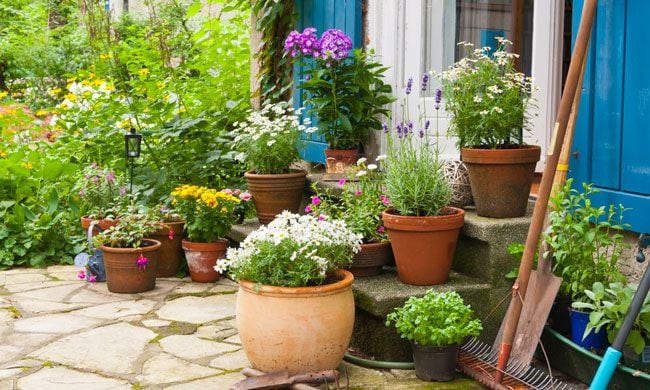 plantas bonitas