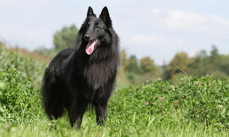 perro pastor belga groenendael