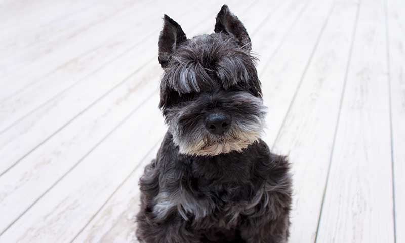 schnauzer