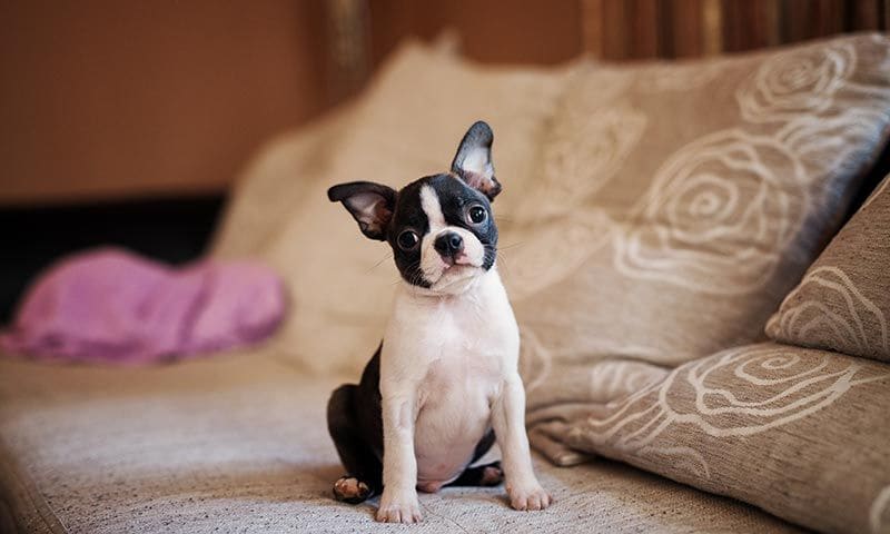 razas de perro que enamoran