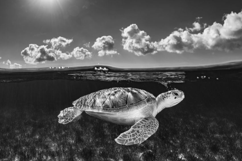 cristinamittermeier the traveler 2020 bahamas