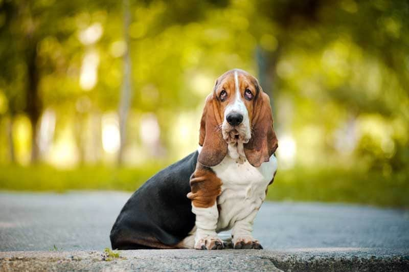 bassethound 3a