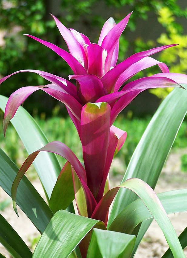 cultivar bromelia 4