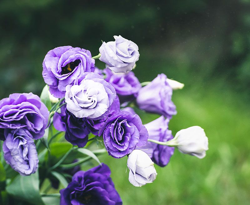 cultivar lisianthus 2