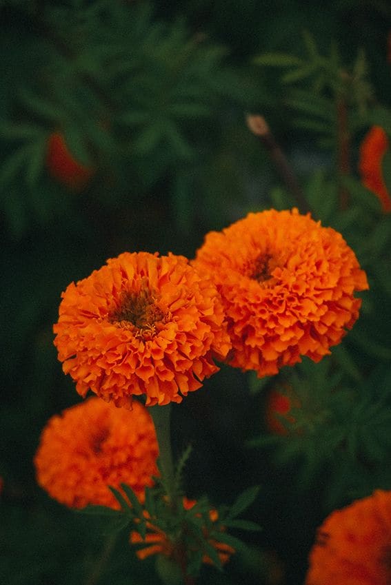 como cuidar tagetes 04a