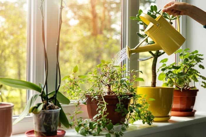 mujer regando plantas