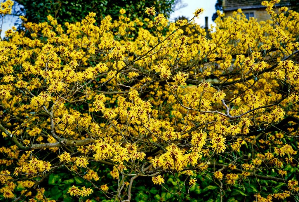 Hamamelis