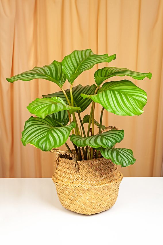 calathea orbifolia 02a