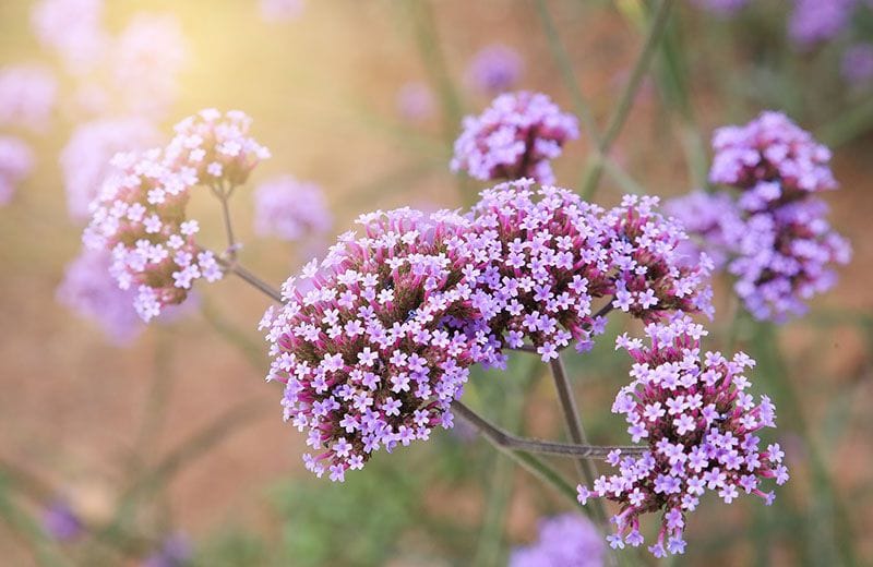 verbena bonariensis 2