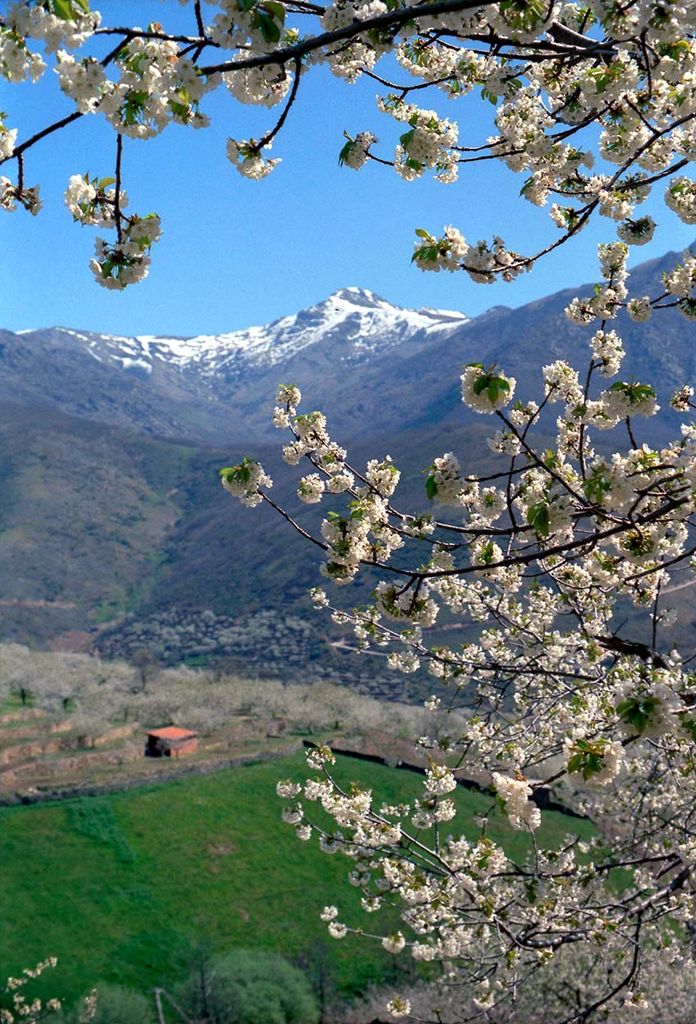 Cerezos en flor en el Valle del Jerte, Cáceres