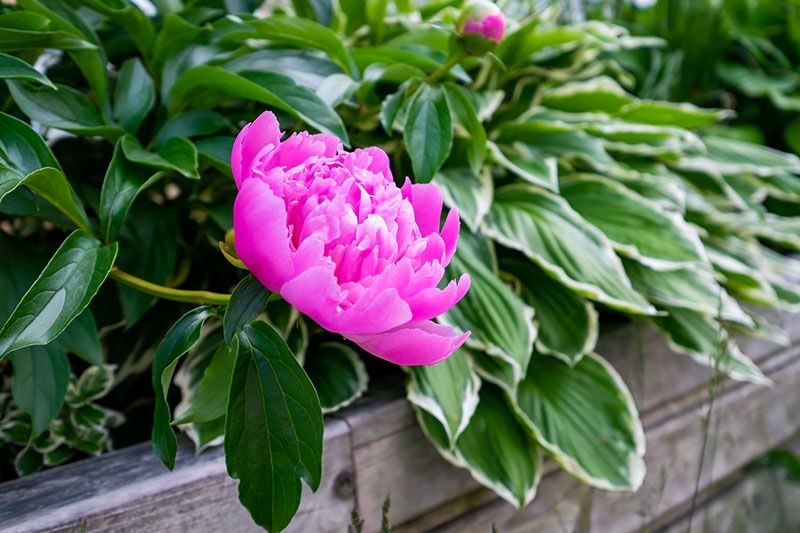 cultivar peonia 5