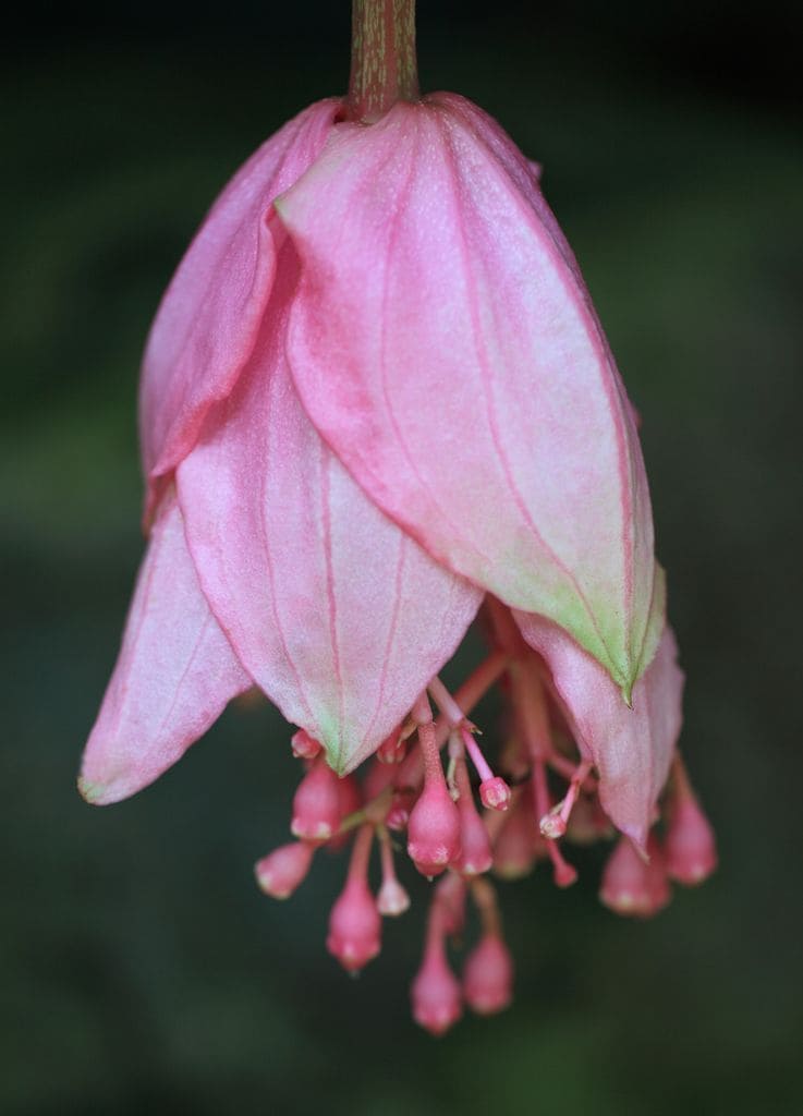 Flor de la medinilla magnifica