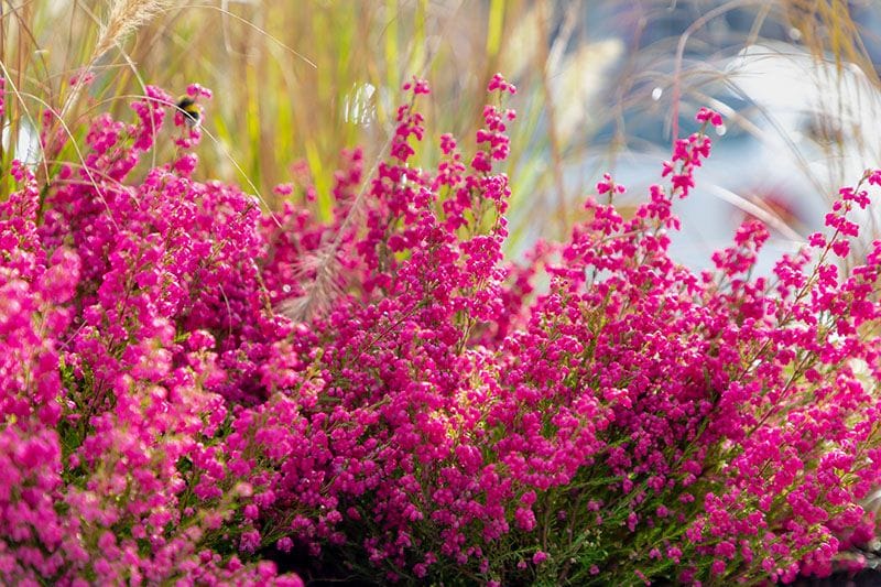 cuidados brezo rosa 5