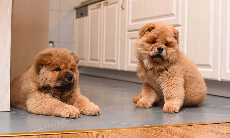 chowchow