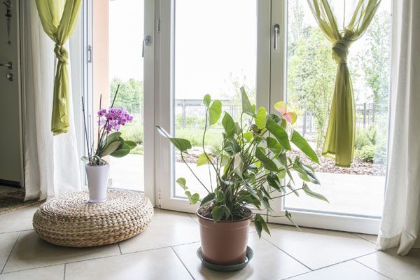 Las plantas que con tanto esmero has estado cuidando durante todo el año, sufren especialmente en verano, cuando nos vamos de vacaciones. Buscarles un lugar fresco en la casa, luminoso, pero sin que reciban la luz directa del sol, así como encontrar un método de autorriego que permita tenerlas hidratadas les permitirá sobrevivir sin problemas durante nuestra ausencia.
