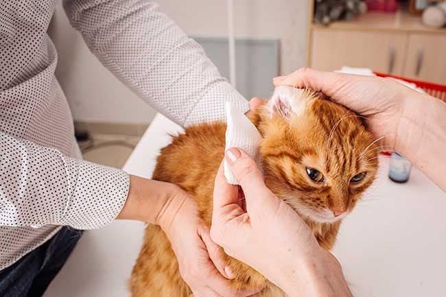 Cómo detectar la otitis en los gatos