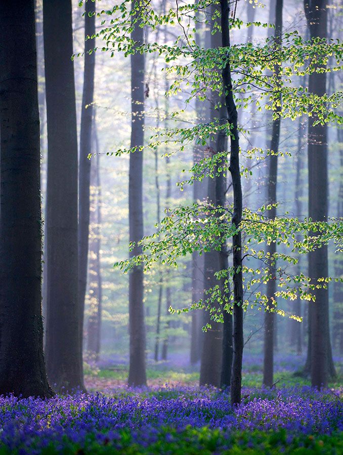 Hallerbos_Belgica