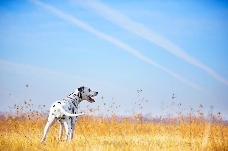 perro campo 3a