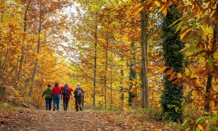 Marcha senderista en los castaños de Hervás durante el otoño en el valle de Ambroz.