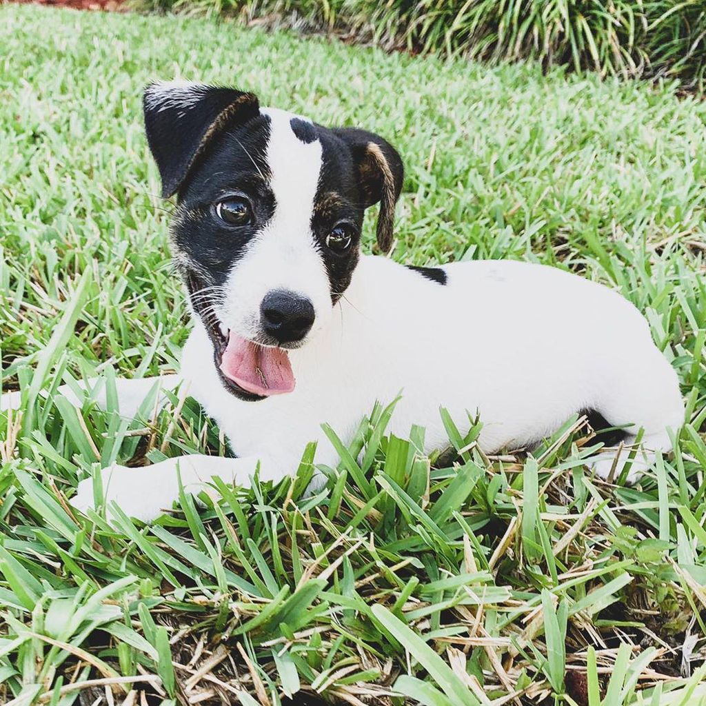 Oreo, la mascota de Inger Devera, ex esposa de Nacho Mendoza