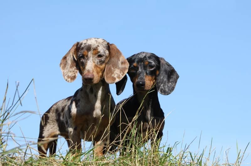 dos teckel arlequin