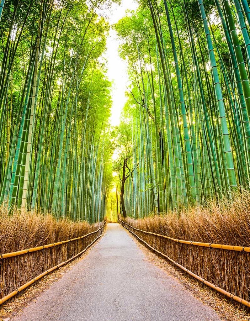 arashiyama 1a