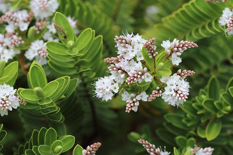 cultivar veronica 1