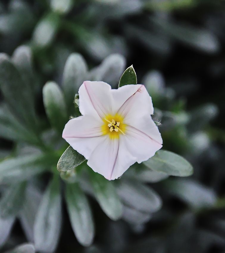 campanilla plateada o convolvulus cneorum 06a