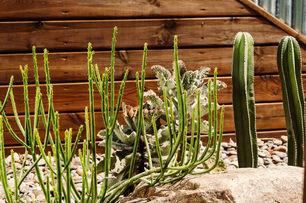 Plantas con acolchado mineral