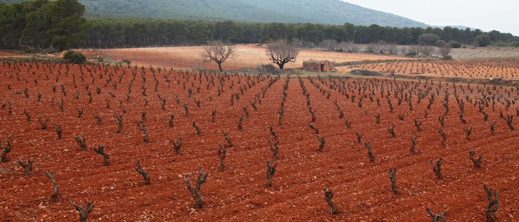 Viñedo centenario de garnacha