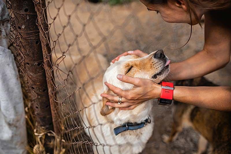 07 consejos decidir adoptar perro