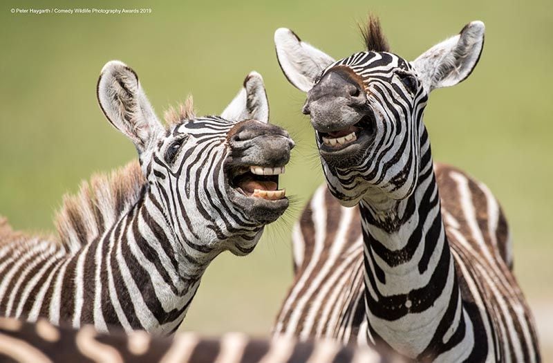 peter haygarthlaughing zebra00003642