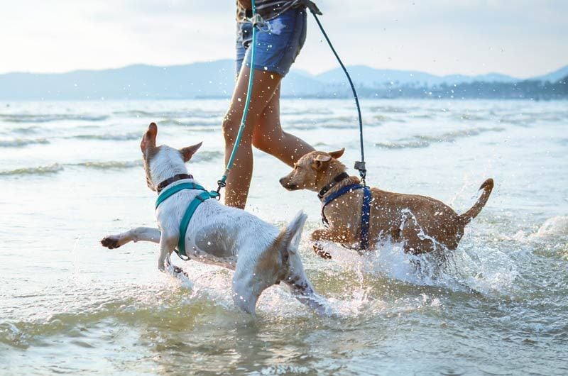 perros playa