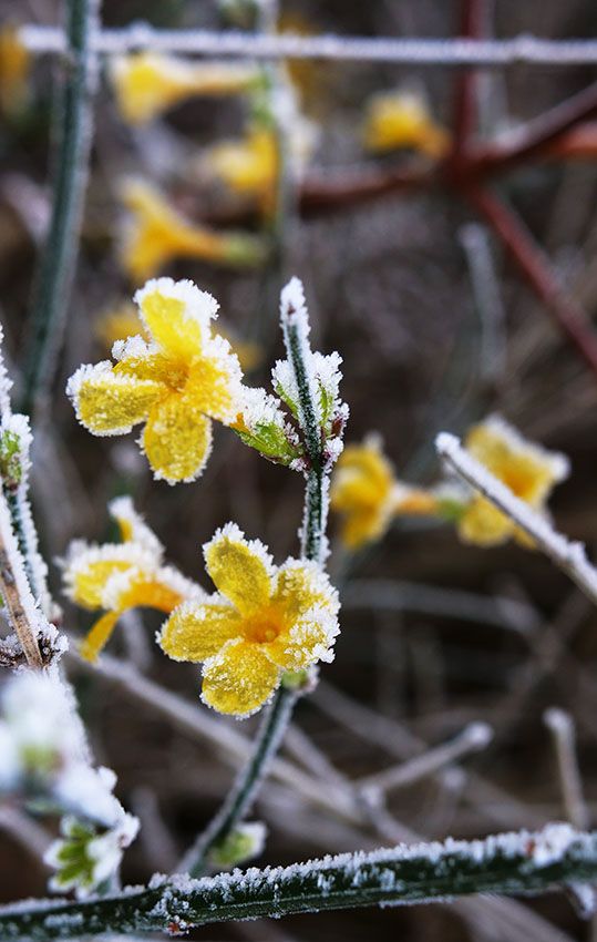 cultivar jazmin invierno 4