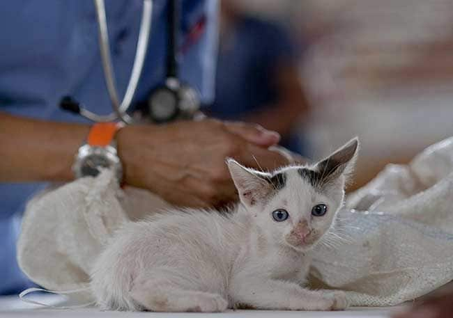 Antes de tener un gato, repasa todos los cuidados de higiene que necesitará el tuyo