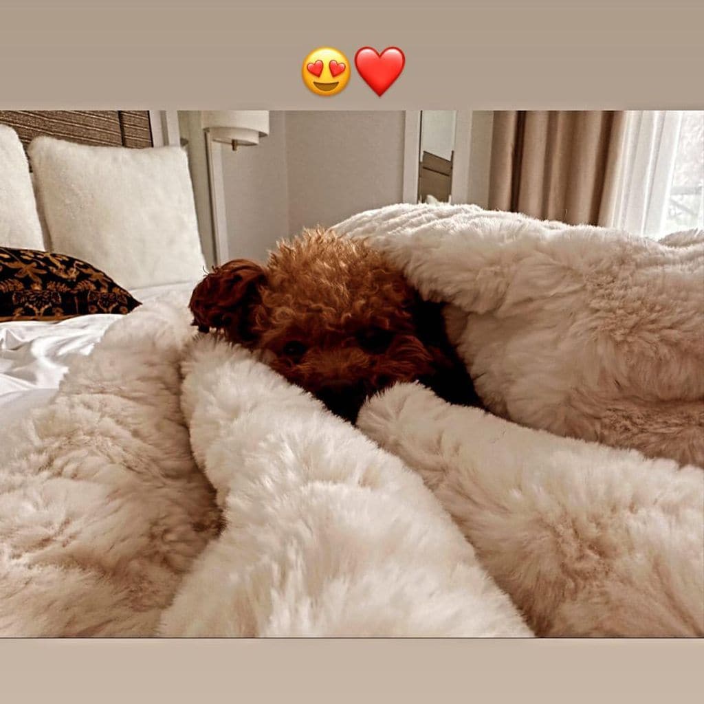 Abu, la mascota de Lionel Messi y Antonela Roccuzzo