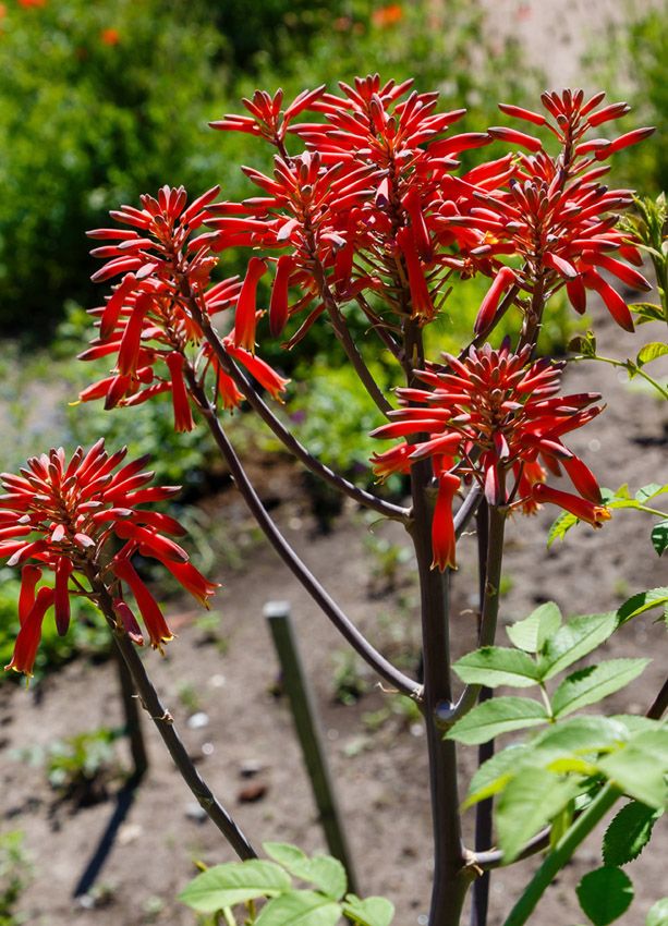 planta antorcha aloe aristata hola decoracion 03