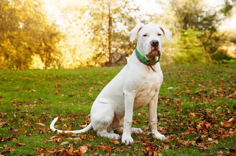 dogo argentino