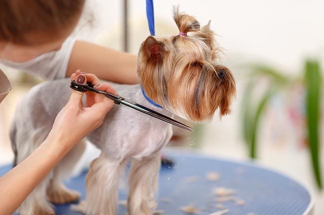 No a todos los perros se les debe cortar el pelo 