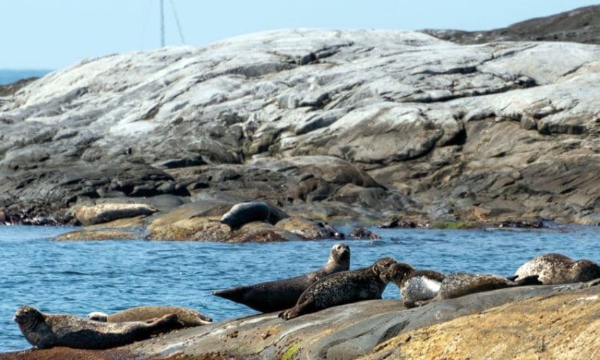 Focas en las islas de la costa occidental de Suecia.