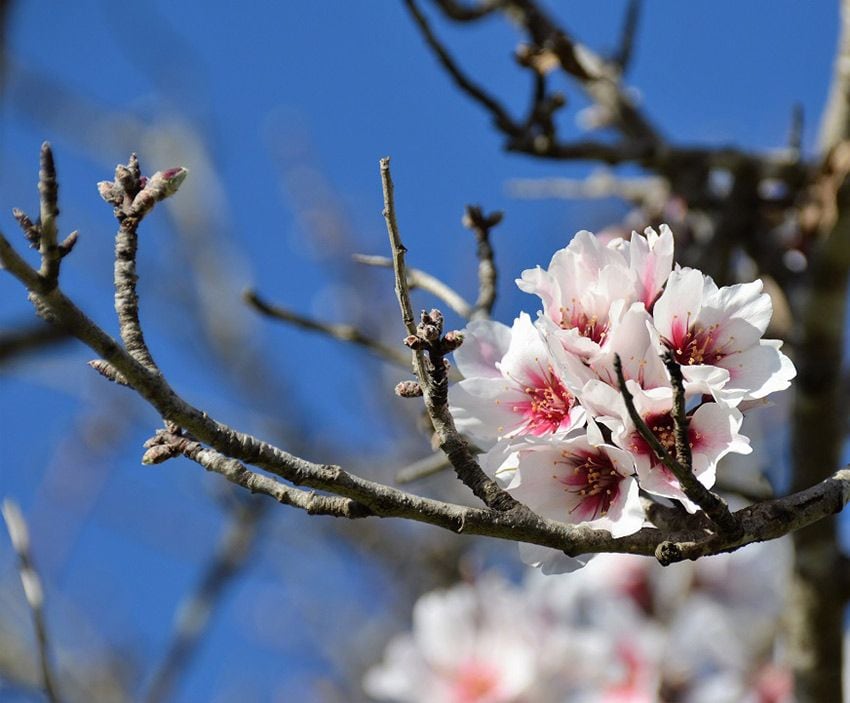 flores-almendros