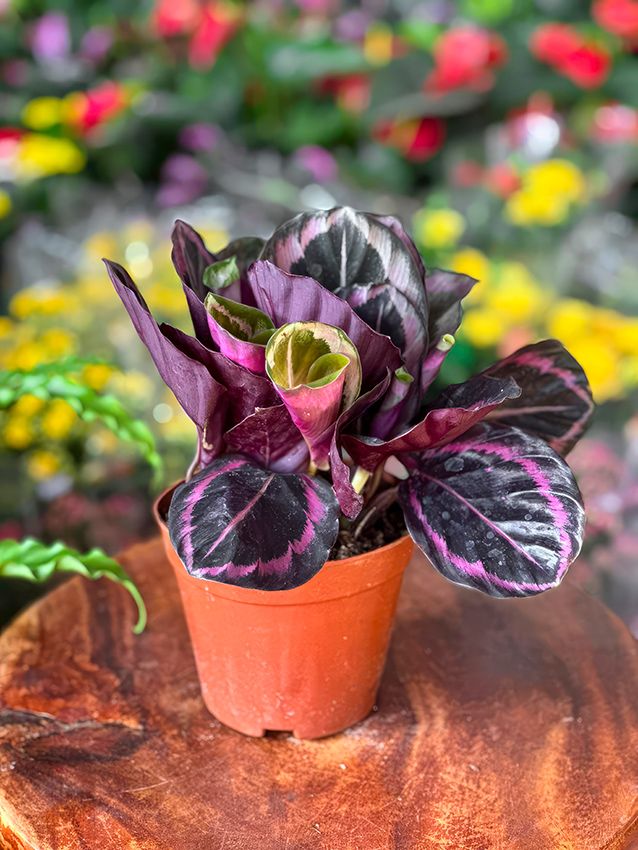 calathea roseopicta 07a