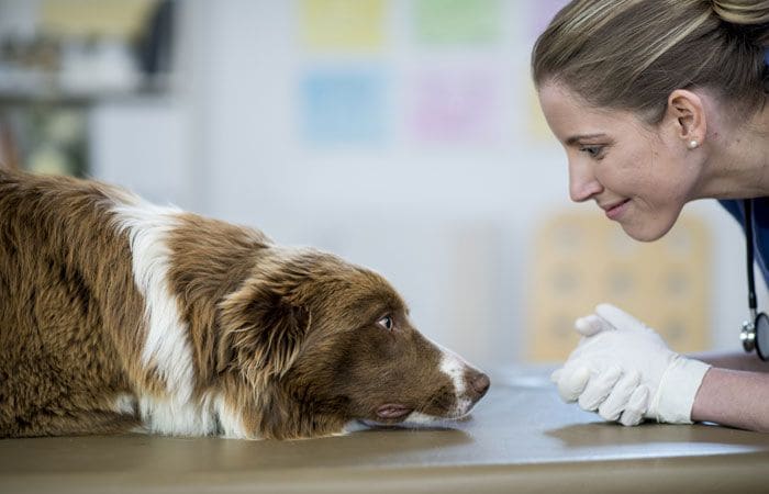 Veterinaria mirando a un perro