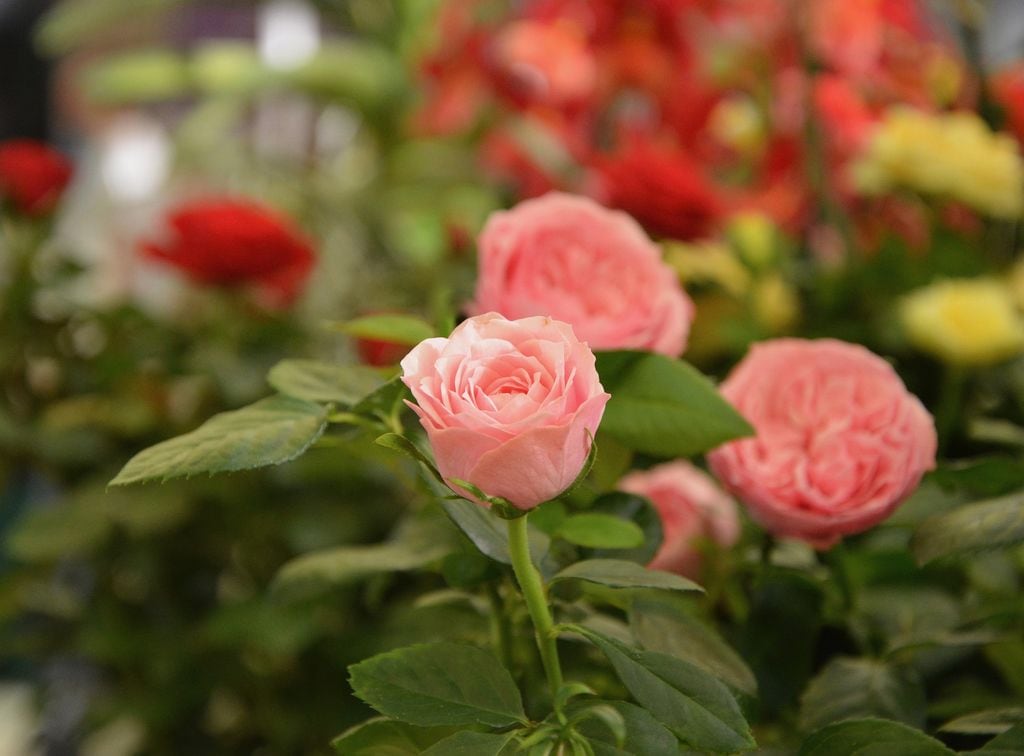 Jardín con rosas