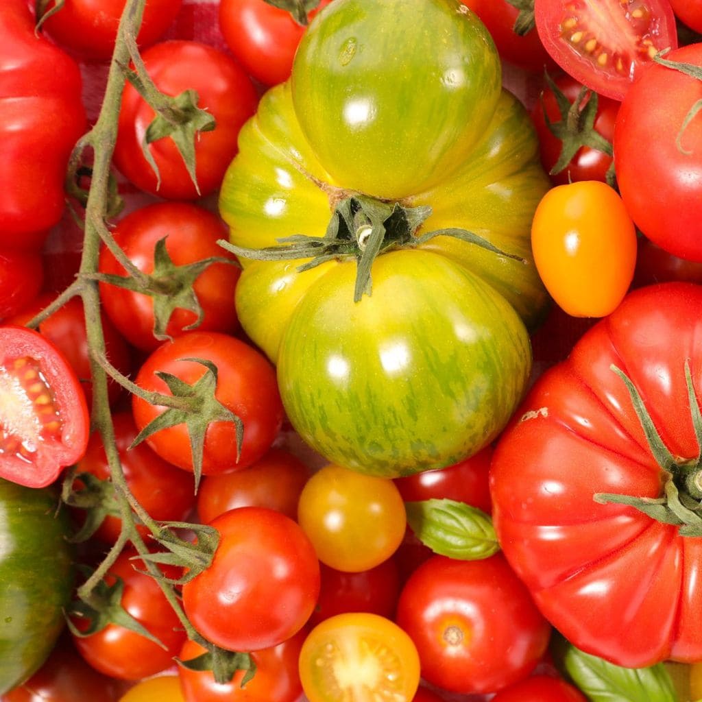 los tomates y su rico sabor en verano