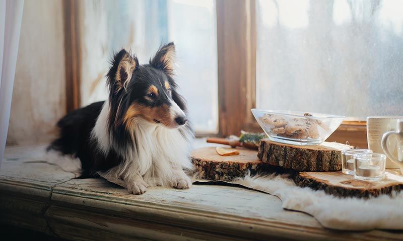 sheltie razas perro principiantes