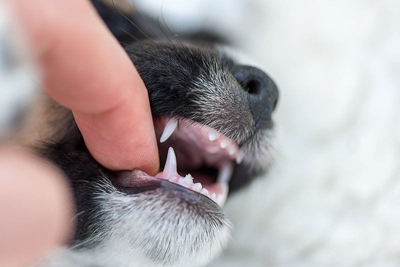 02 problemas dentales mascotas perros gatos